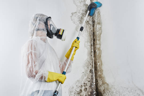 Trusted Pleasanton, TX Mold Removal Experts